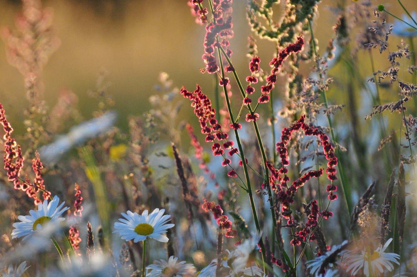 Meine Wiese (1)