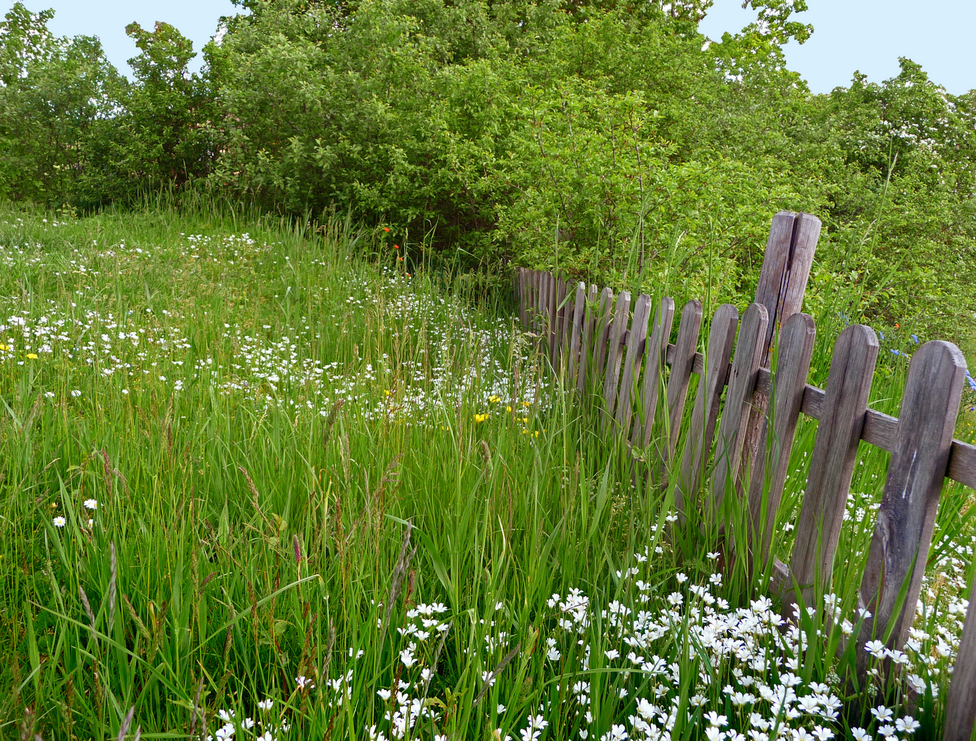 Meine Wiese, deine Wiese