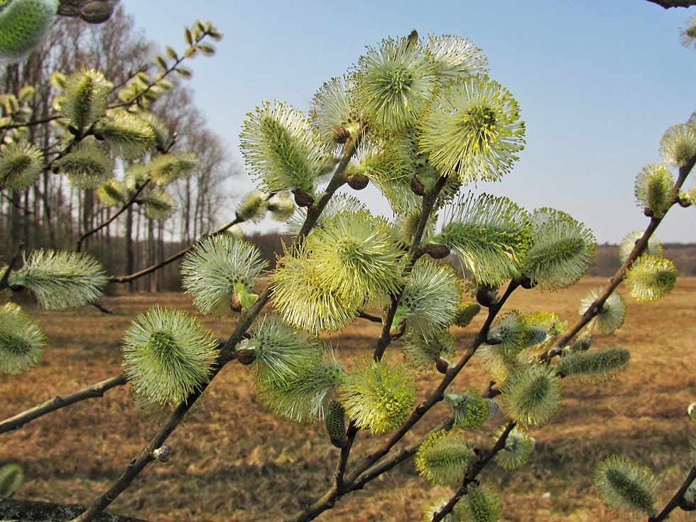 meine Wiese im Hintergrund