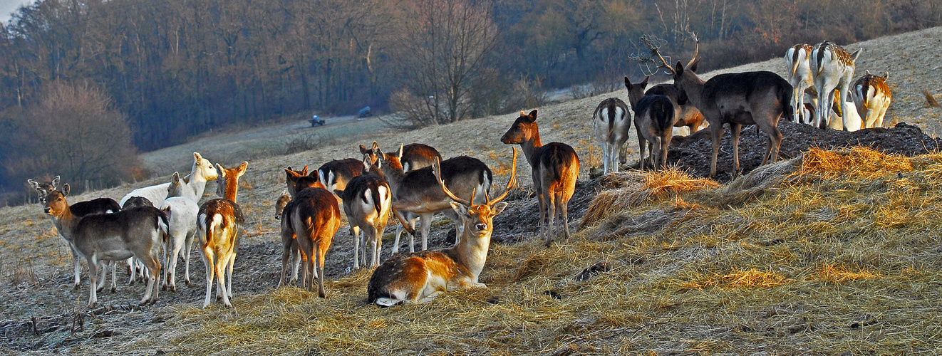 Meine Wiese, meine Sonne, meine Herde.