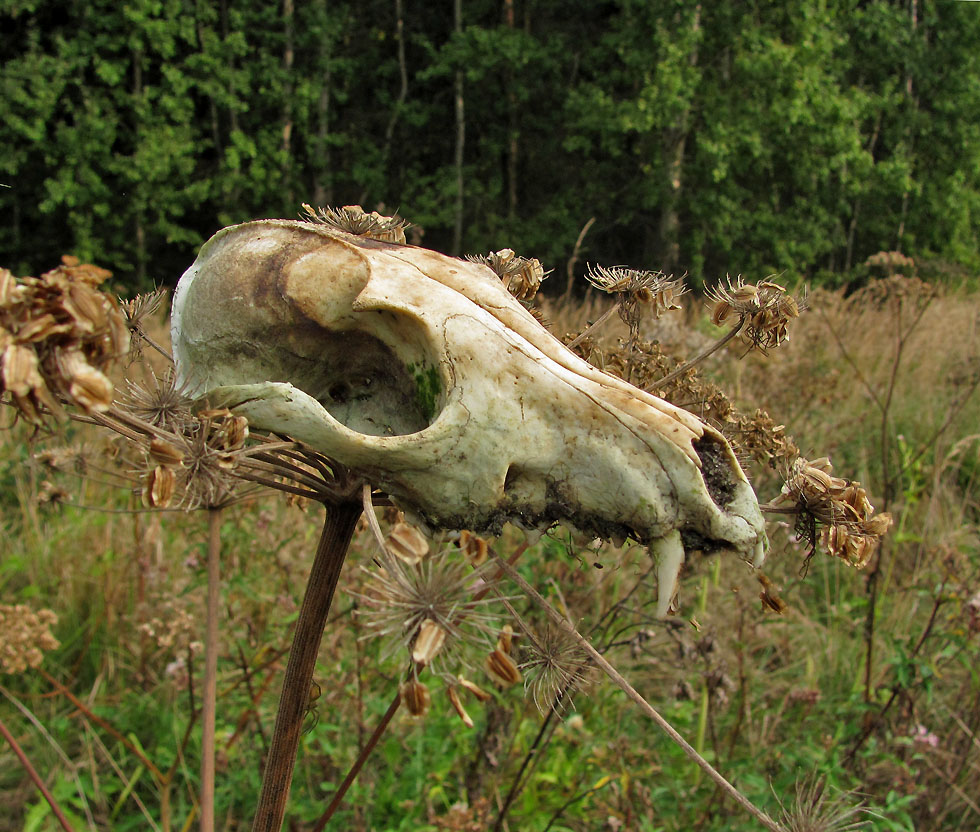 Meine Wiese wird von bösen Geistern heimgesucht