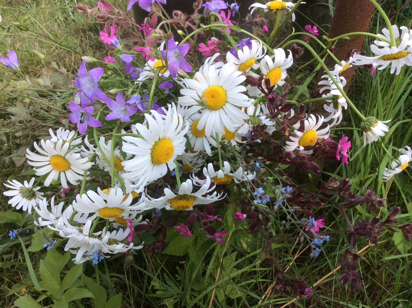 Meine Wildblumen in Czech Republic