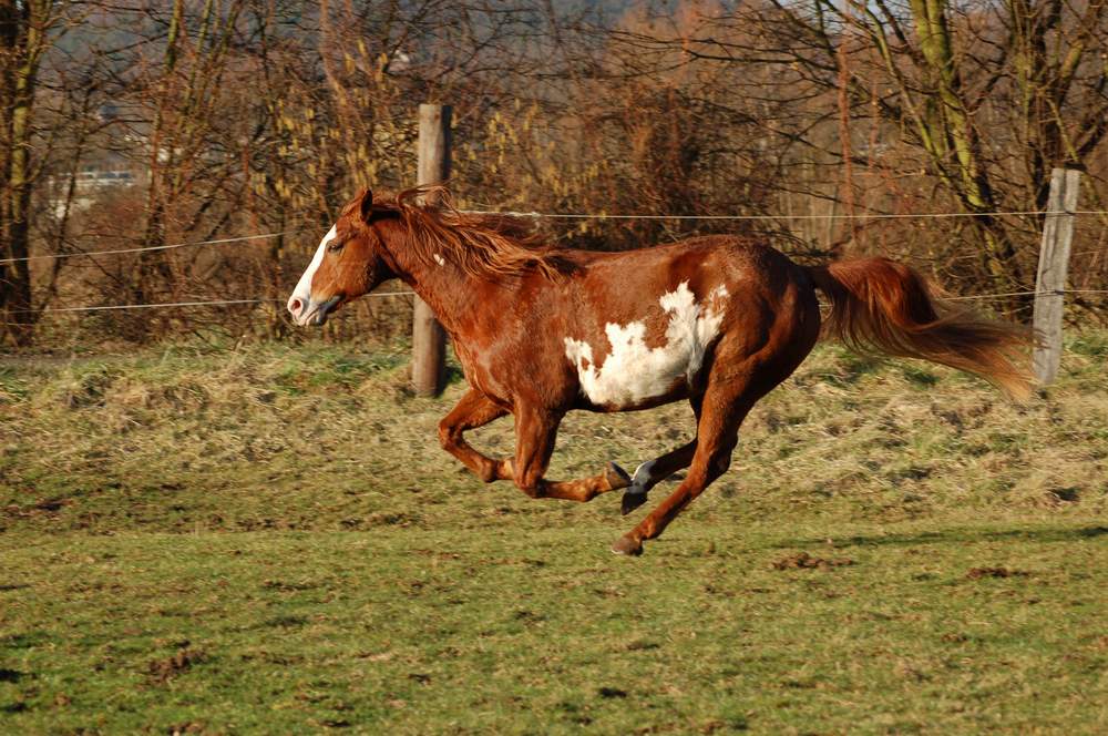 Meine Wilde