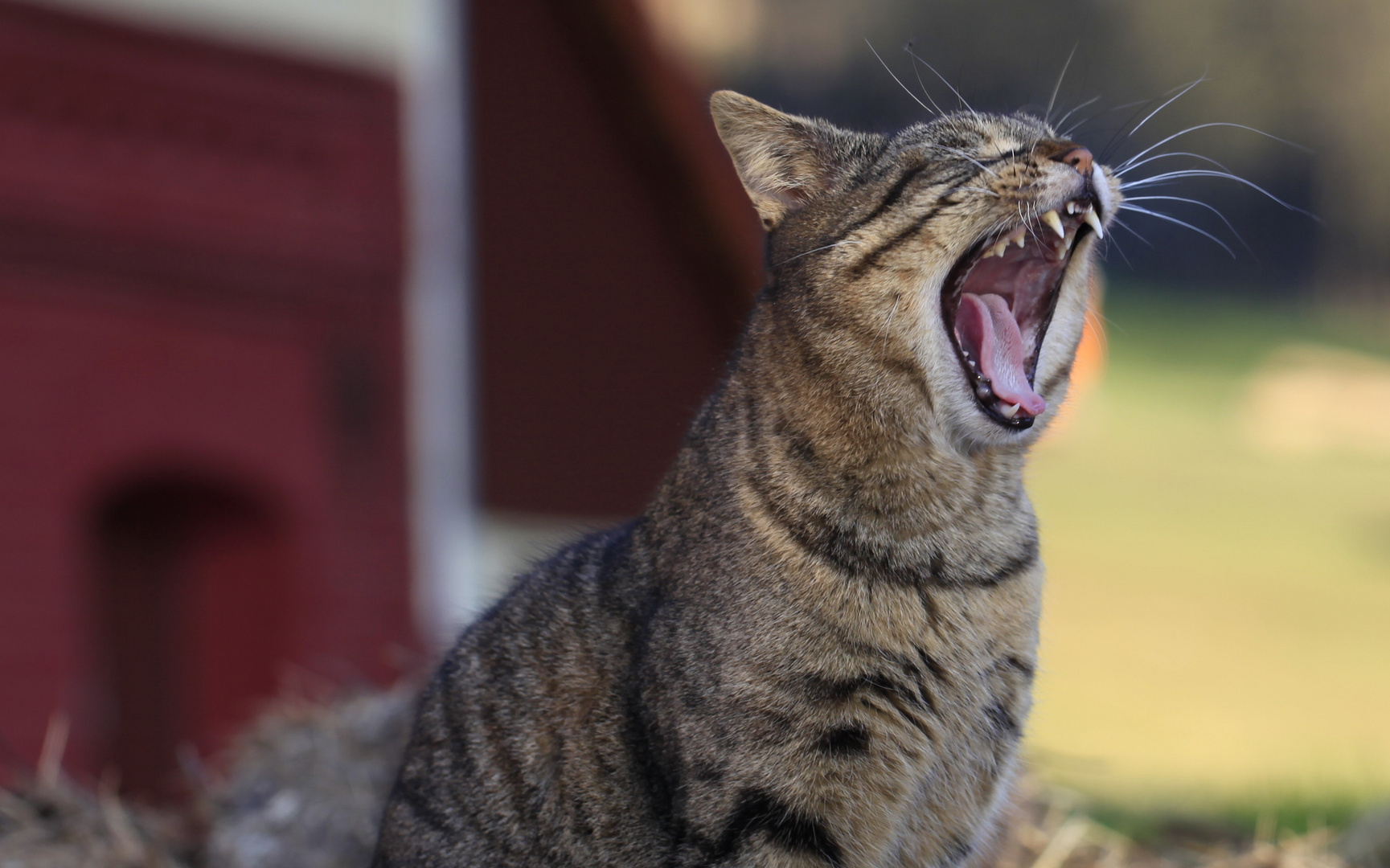 meine wilde Katze