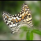 Meine wilden Schmetterlinge