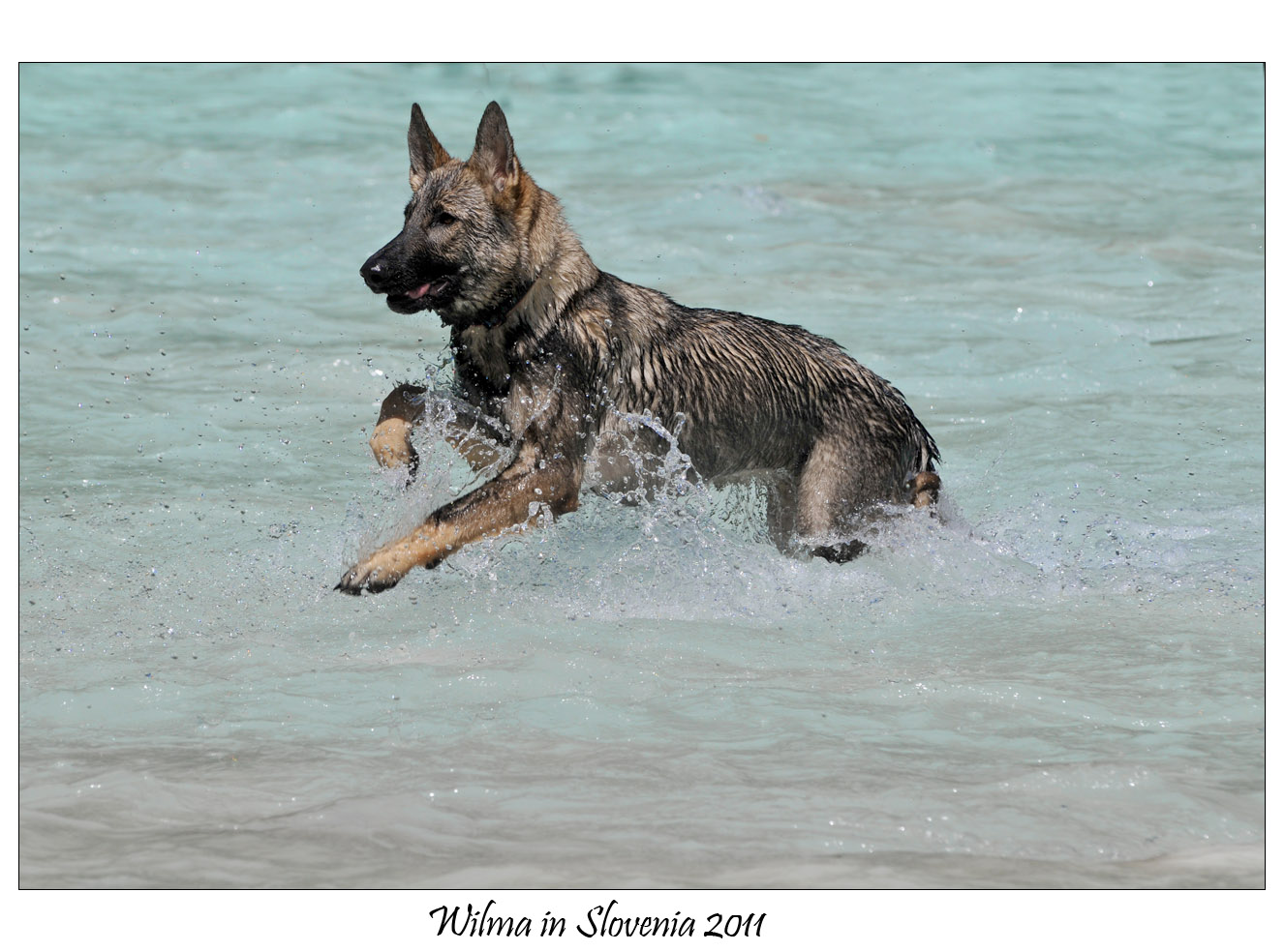 Meine Wilma spielt im Fluss Soca in Slowenien, August 2011...