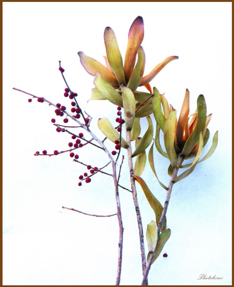 Meine Winterblumen (I) Foto & Bild spezial, natur, pflanzen Bilder