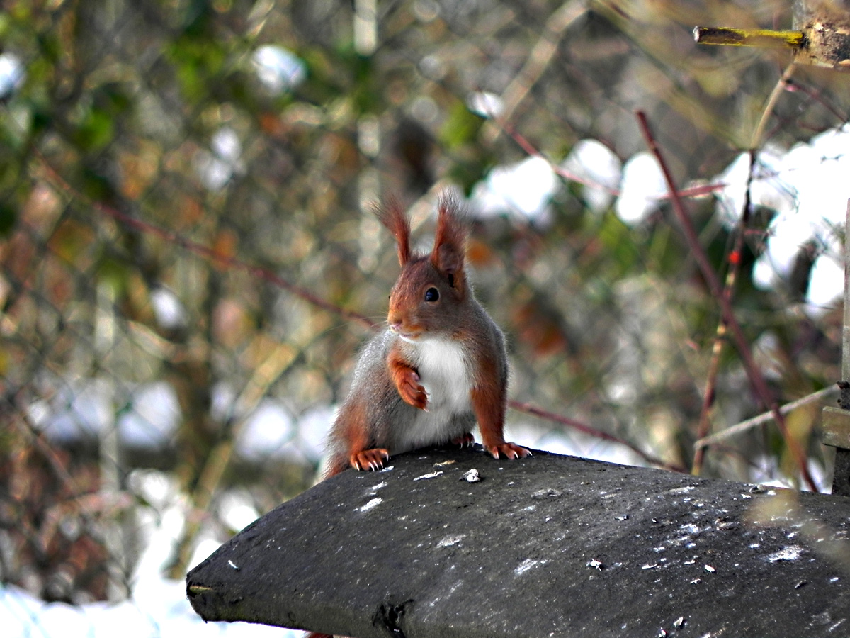 Meine Wintergäste 23: Das Eichhörnchen