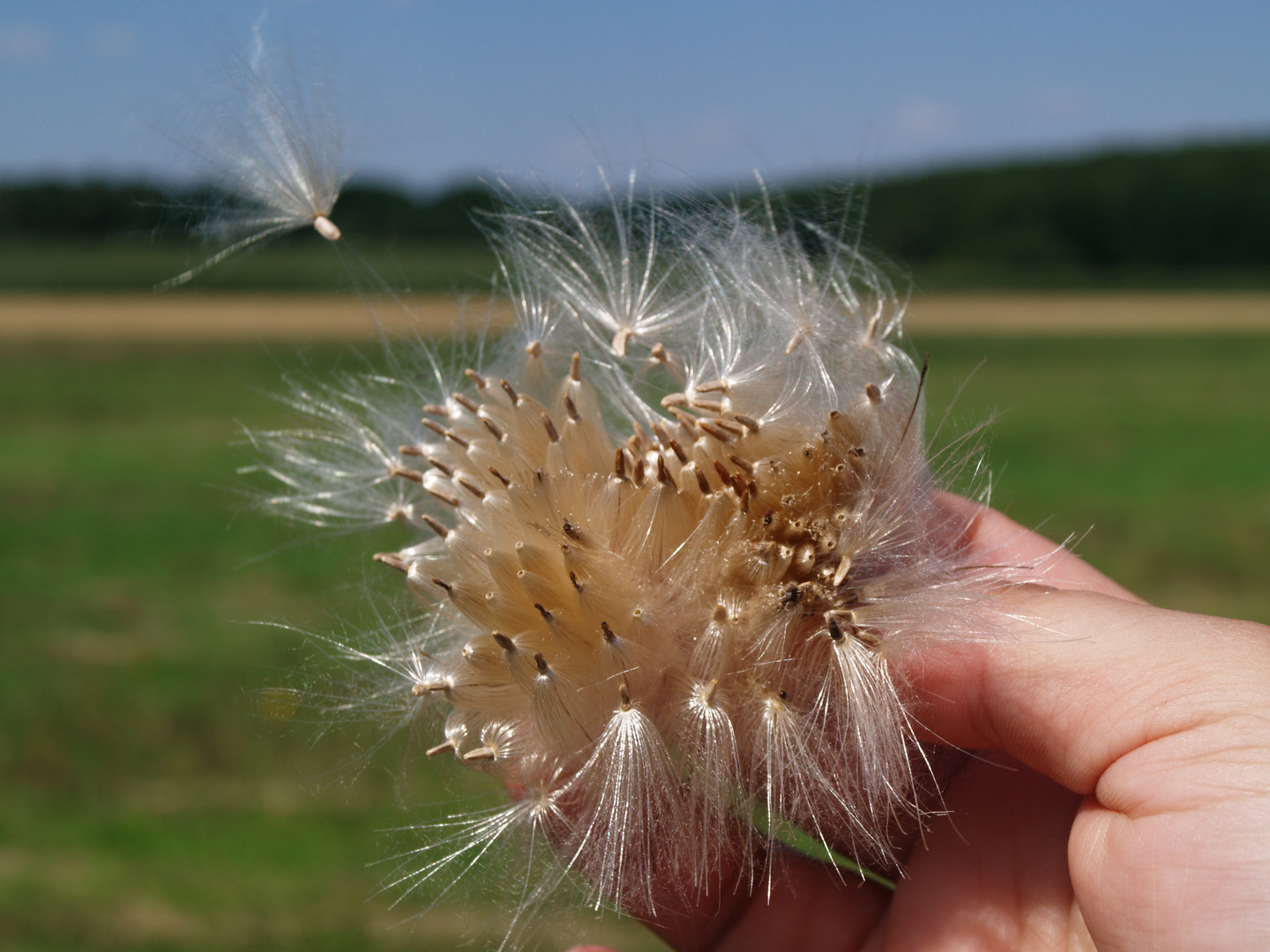 Meine Wünsche fliegen lassen!