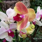 Meine Wunder-Orchidee