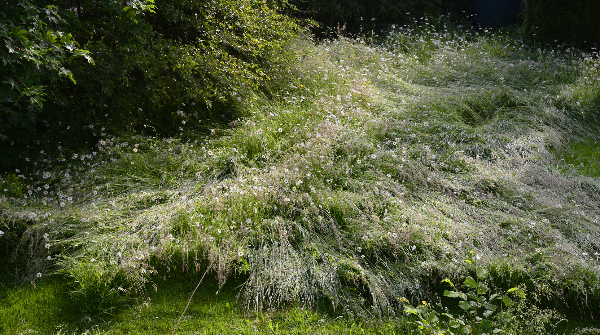 meine wunderbare Blumenwiese ...