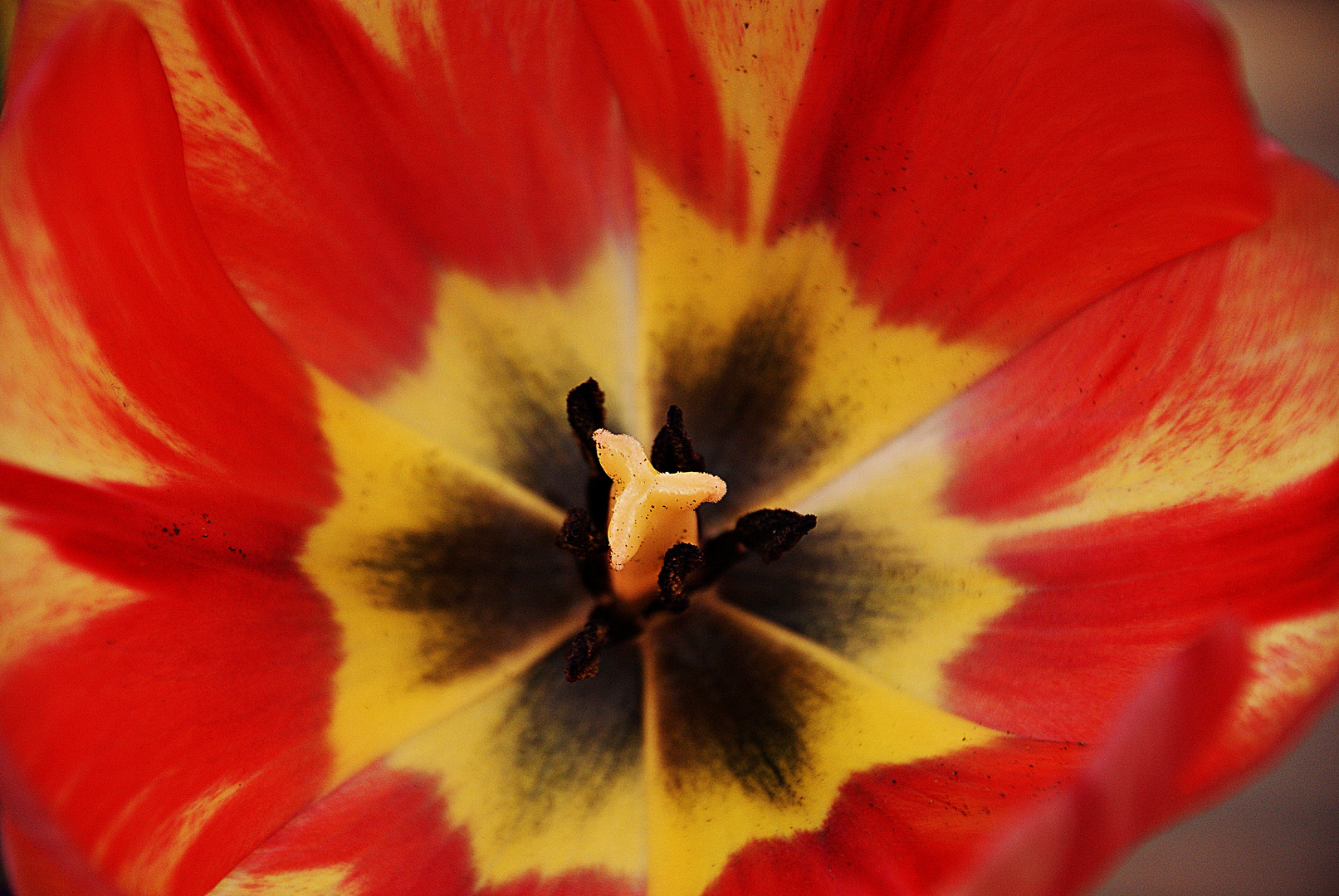 Meine wunderbare Tulpe