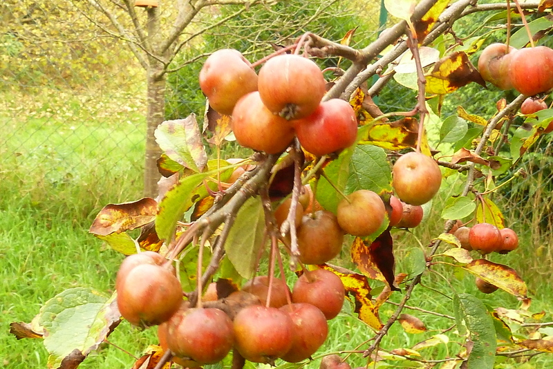 Meine Zieräpfelchen (Foto)