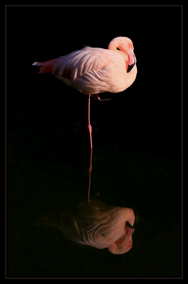 Meine zwei Flamingos ;)