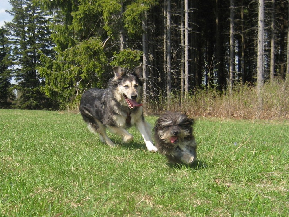 Meine Zwei Gefährten