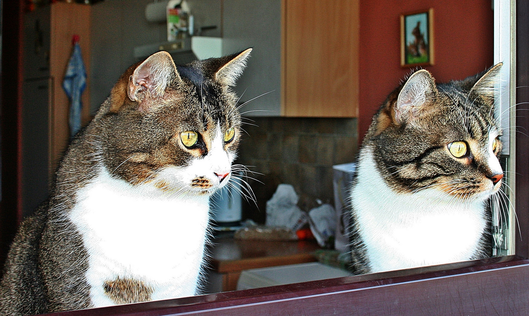 Meine Zwei Kater Foto Bild Tiere Haustiere Katzen