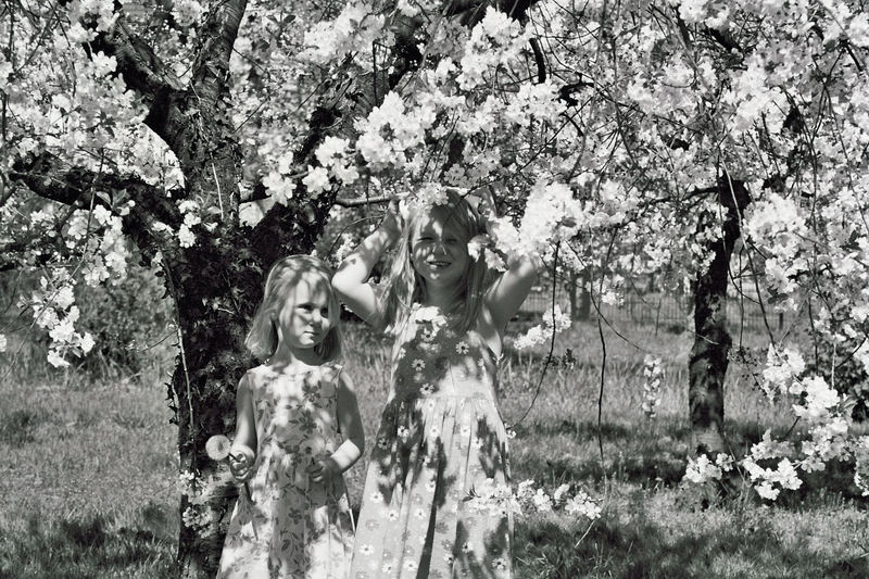 Meine zwei lieben die Kirchblüte