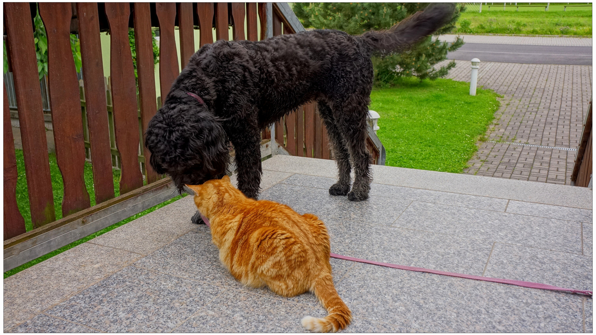 Meine zwei Lieblinge (mis dos mascotas)