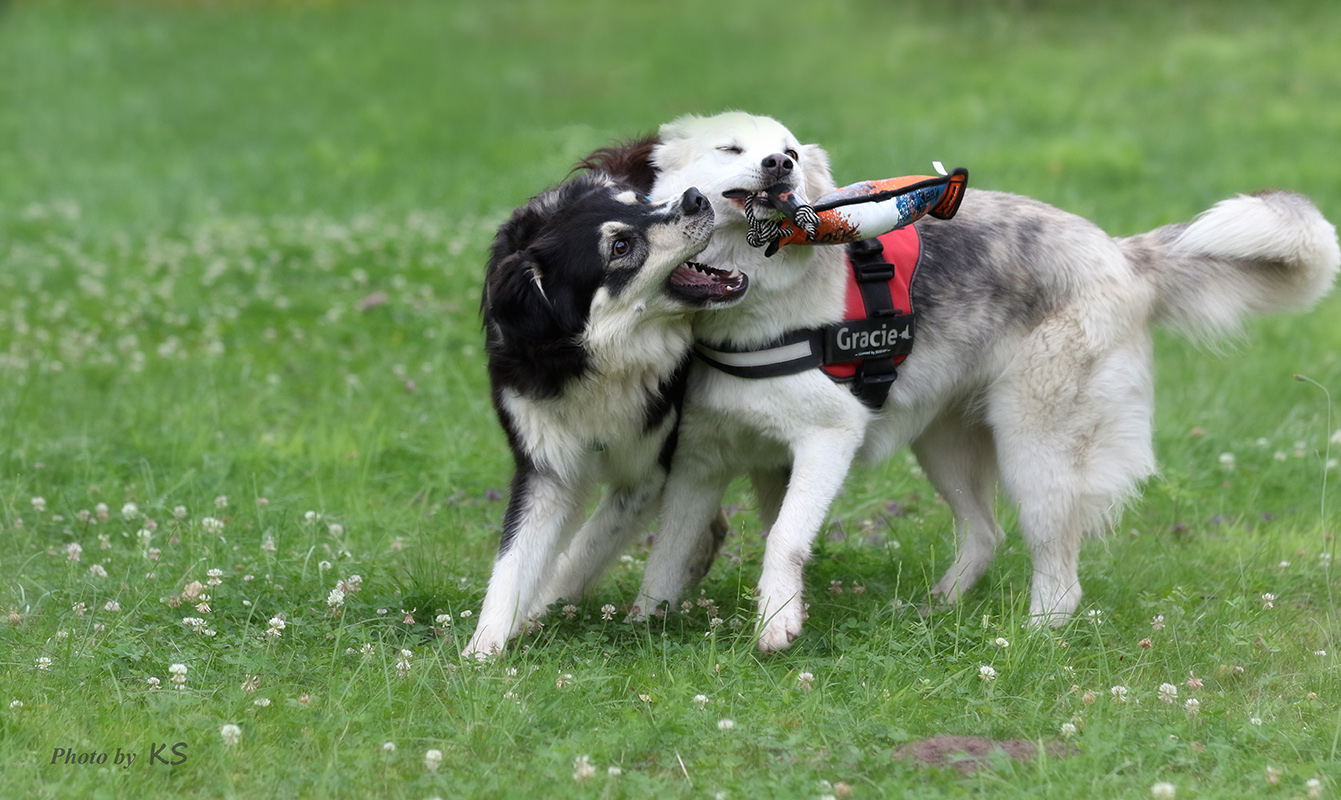 - meine zwei Racker - 