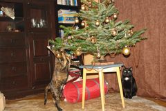 Meine zwei süßen und der Weihnachtsbaum