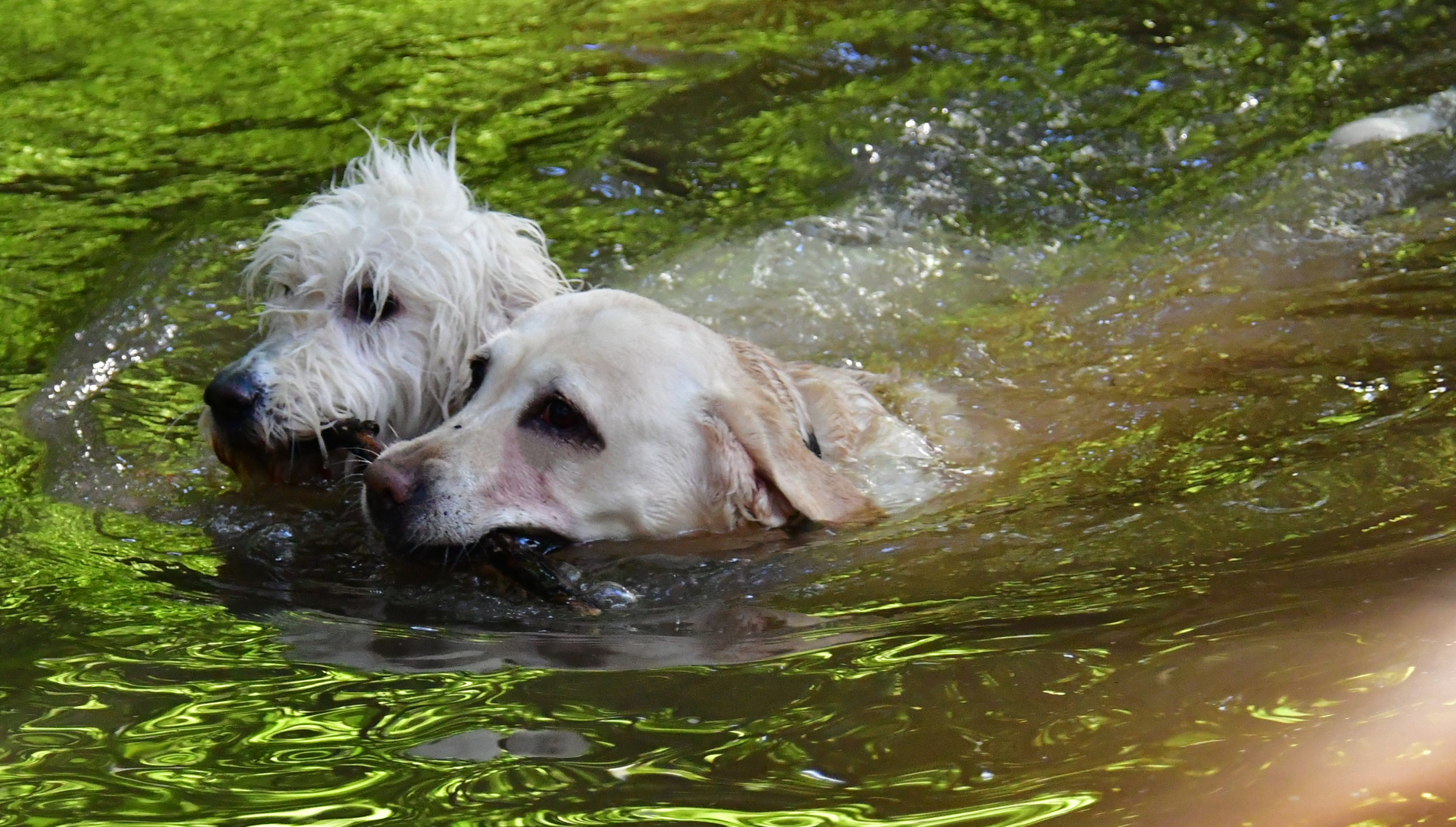 Meine Zwei Wassernixen Foto & Bild | tiere, haustiere, hunde Bilder auf