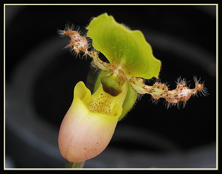 Meine Zweite aus der Orchideenausstellung