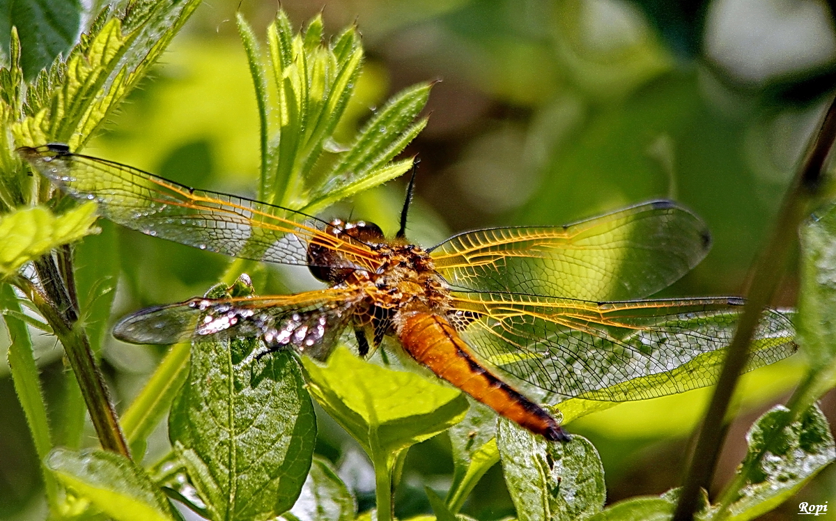 Meine zweite Libelle