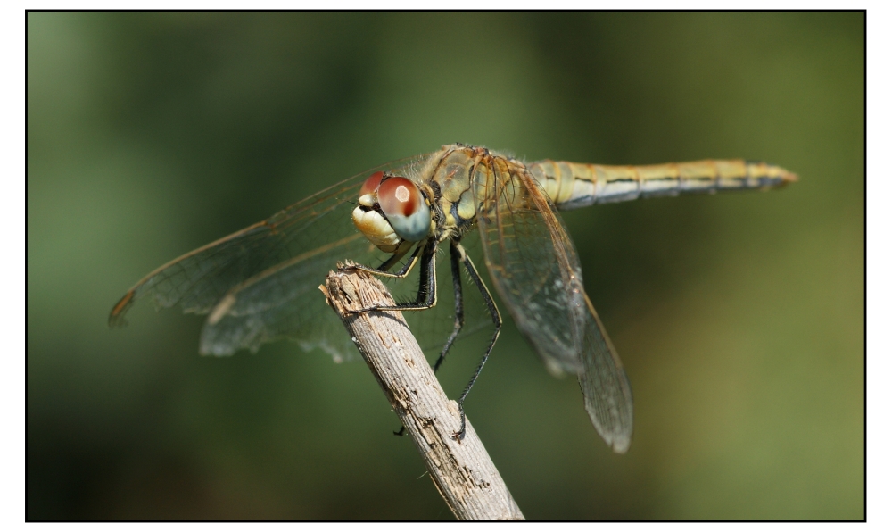 Meine zweite Libelle