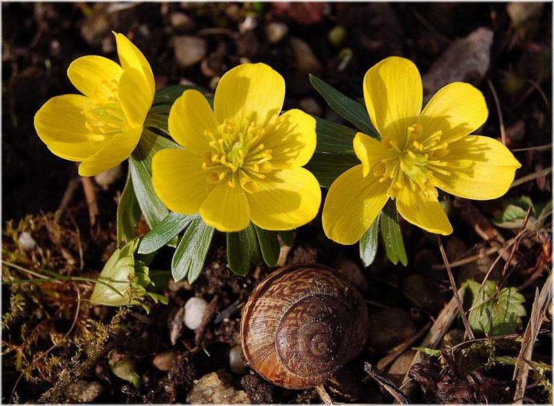 MeineFrühlingsboten...