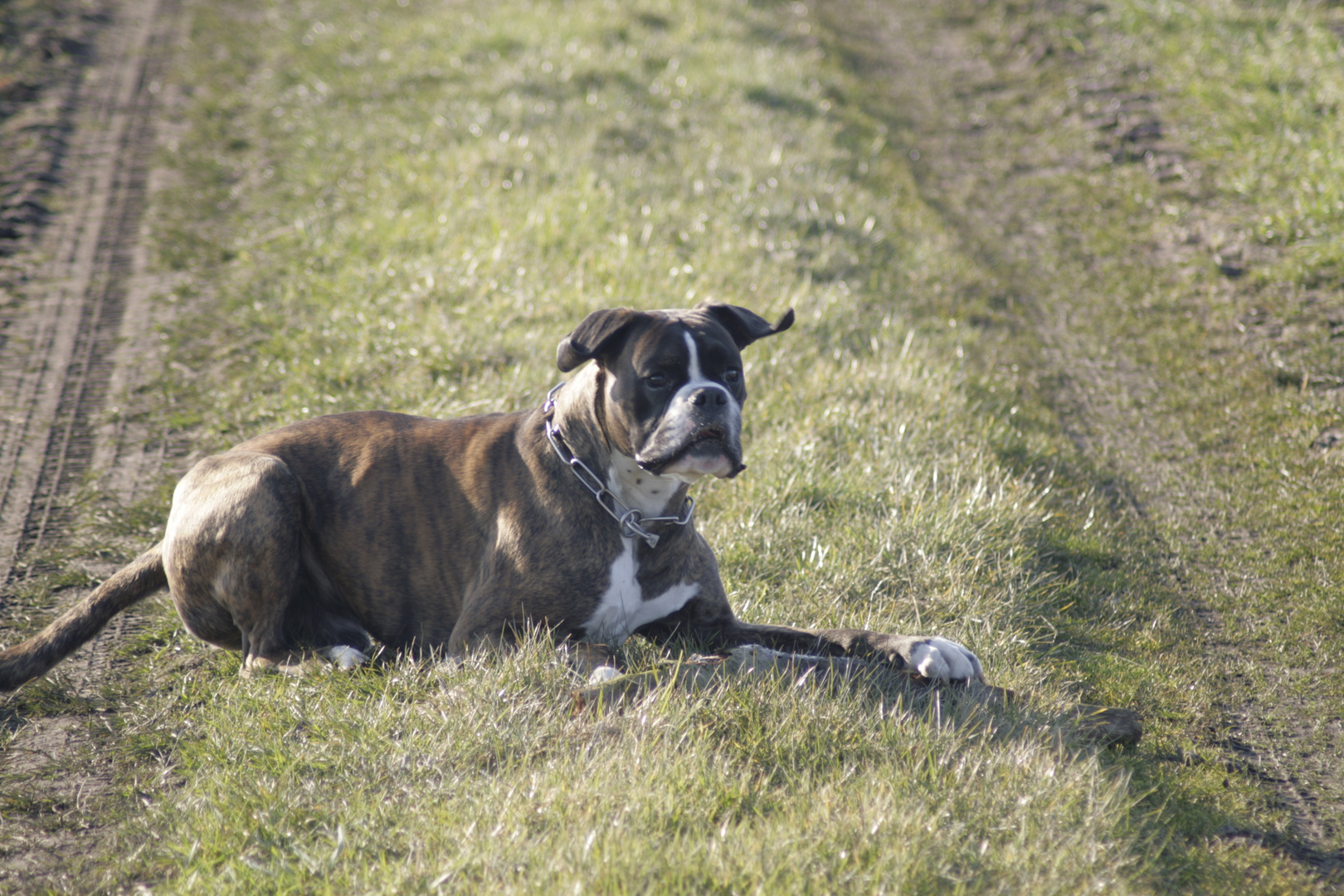 Meinem Boxer flattern die Ohren :-)