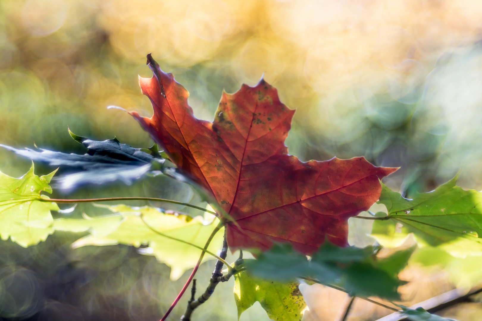 Meinem Herbst ....