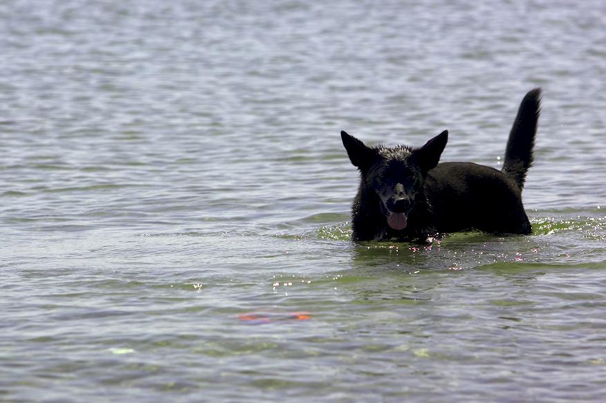 meinem Kelpi steht das Wasser bis zum Hals