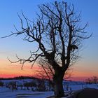 Meinem Lieblinhsbaum geht es bisher in diesem Winter noch gut