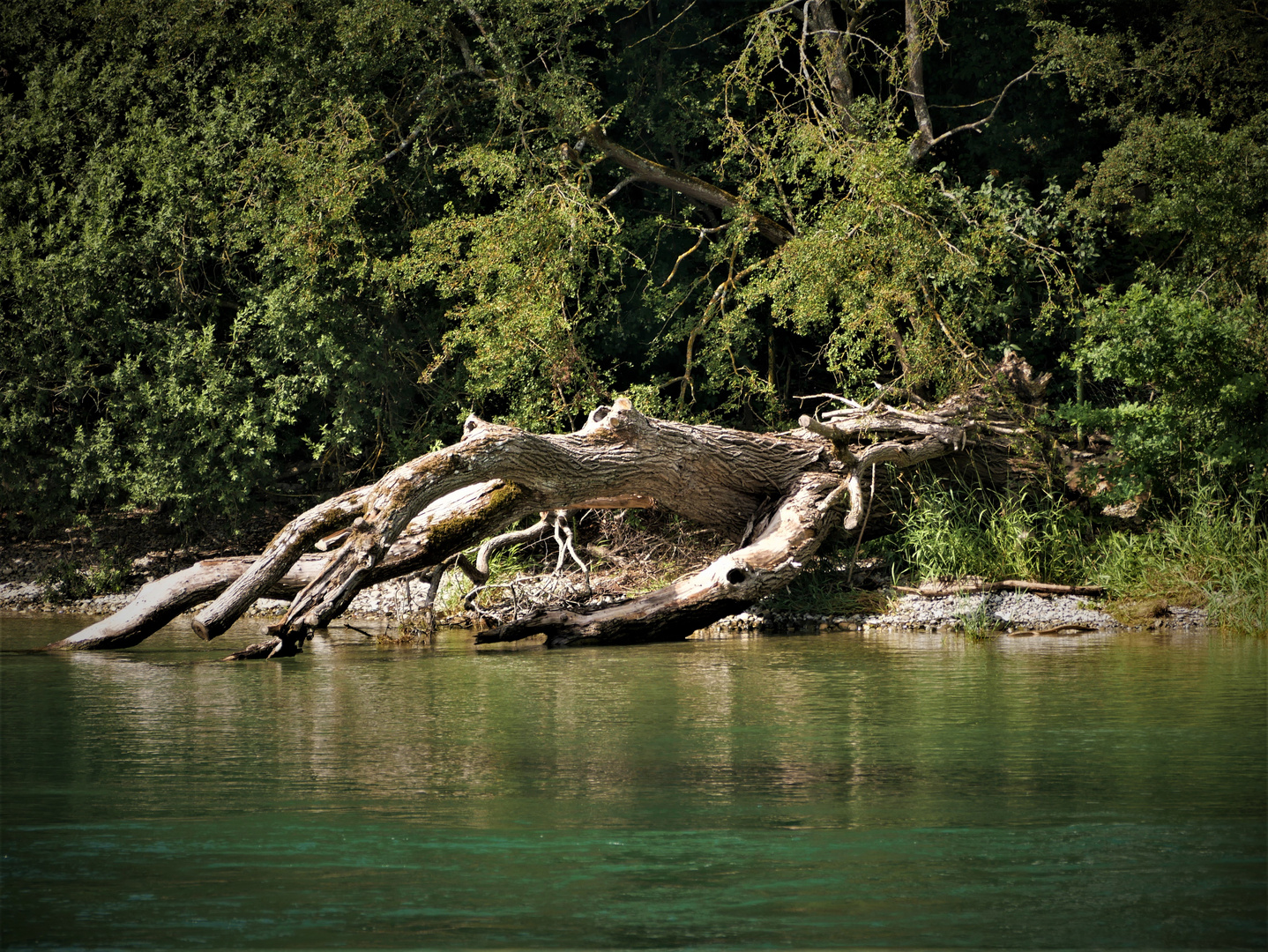 Meinem Papa gewidmet: entwurzelt  - Baum bei Gailingen am Rheinstrand 