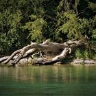 Meinem Papa gewidmet: entwurzelt  - Baum bei Gailingen am Rheinstrand 