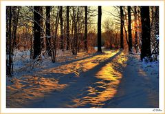 " Meinem Wald im Winter "