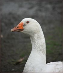 Meinen blauen Augen kann niemand widerstehen