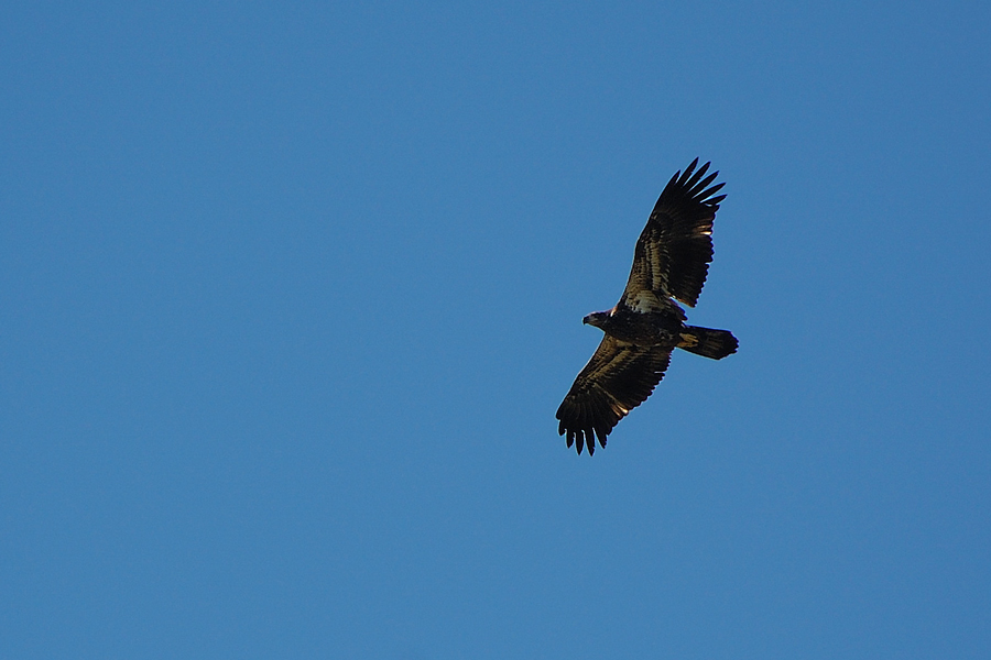 Meinen ersten jungen Weißkopfseeadler...