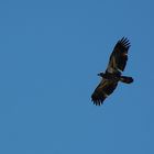 Meinen ersten jungen Weißkopfseeadler...