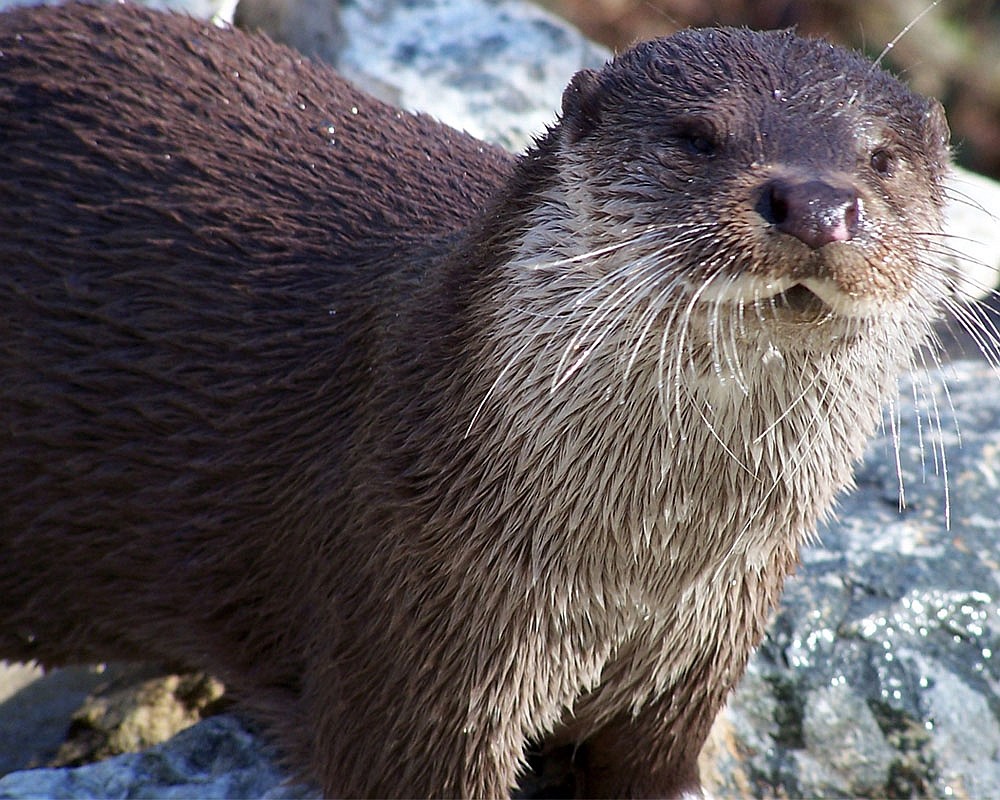 Meinen ersten Otter...