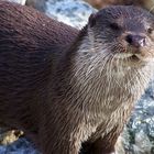 Meinen ersten Otter...