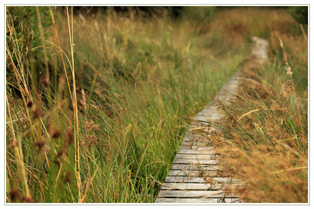 meinen Weg gehen (6)