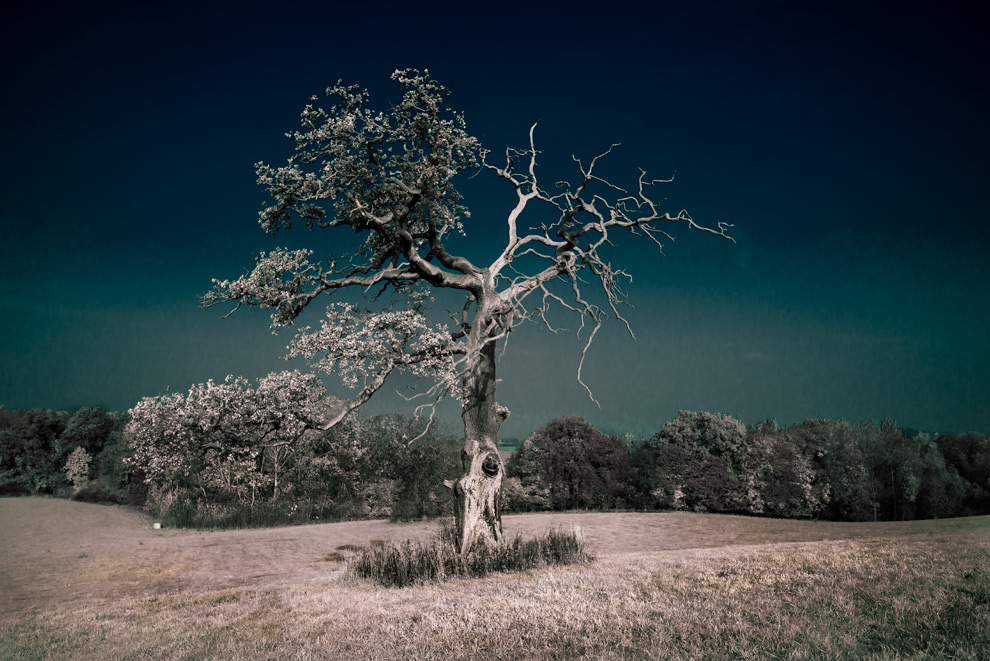 MeinFreund der Baum