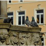 Meiningen, mis palomas están esperando su comida (meine Tauben warten auf ihr Futter)