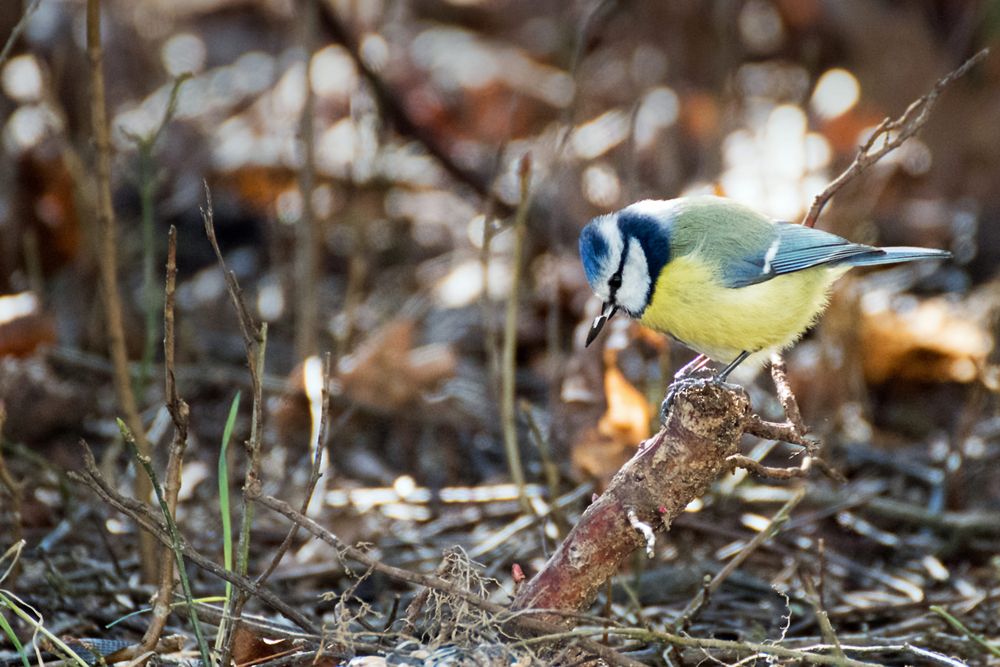 Meins meins meins Foto & Bild tiere, wildlife, wild lebende vögel