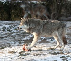 meins, trau Dich doch ... - Wolf im Freigehege Hellabrunn bei -10°C (5)