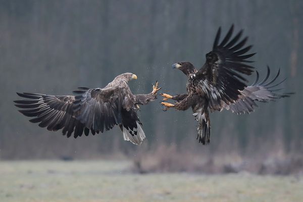 Meinungsverschiedenheit