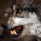 Meinungsverschiedenheit mit dem Leitwolf