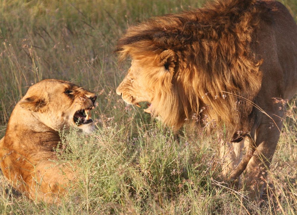 Meinungsverschiedenheiten [Ngorongoro Krater 2008] by RingoBora 