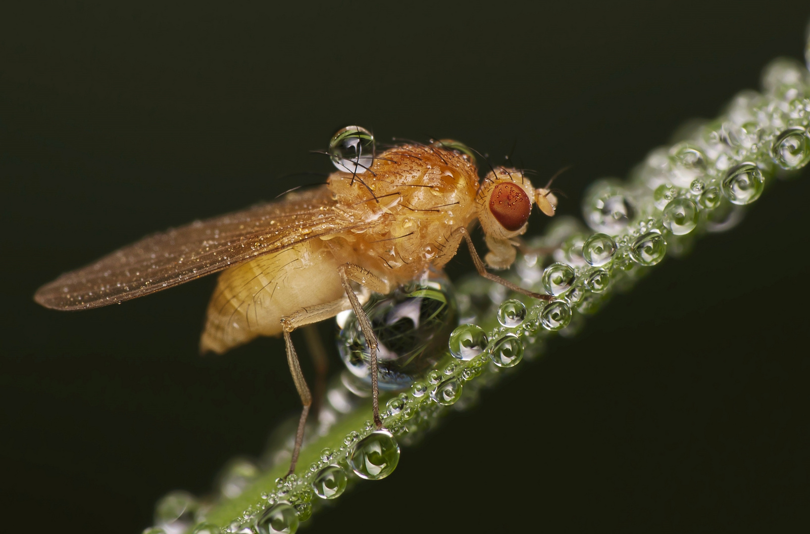 Meiosimyza dans la rosée du matin !!!